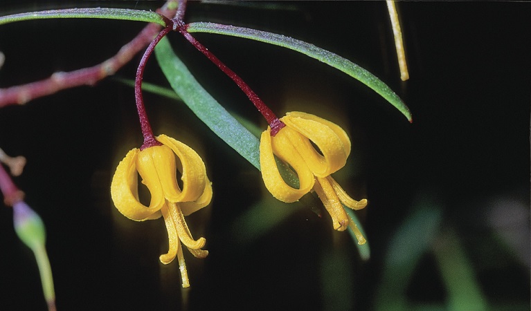 Nodding-geebung