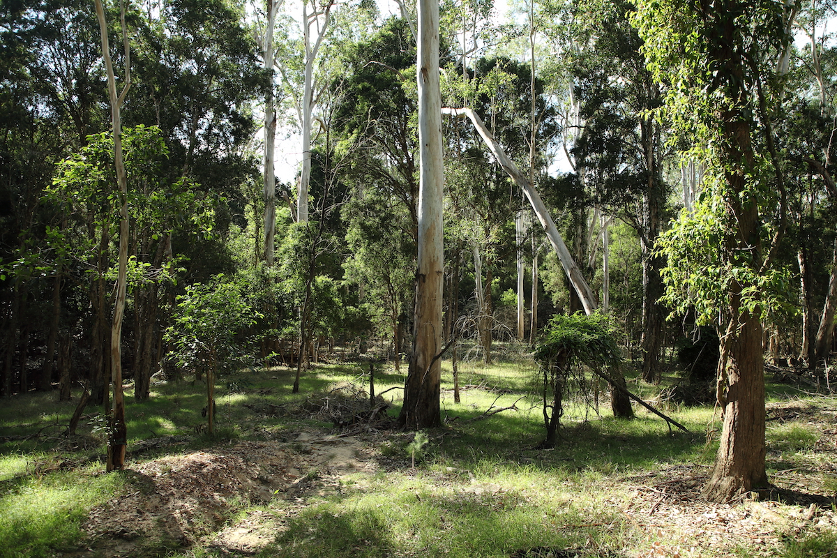 Mitchell Park bush
